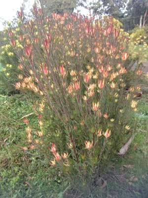 Leucadendron Jack Harre | Leucadendron | Proteaceae | Protea Plants