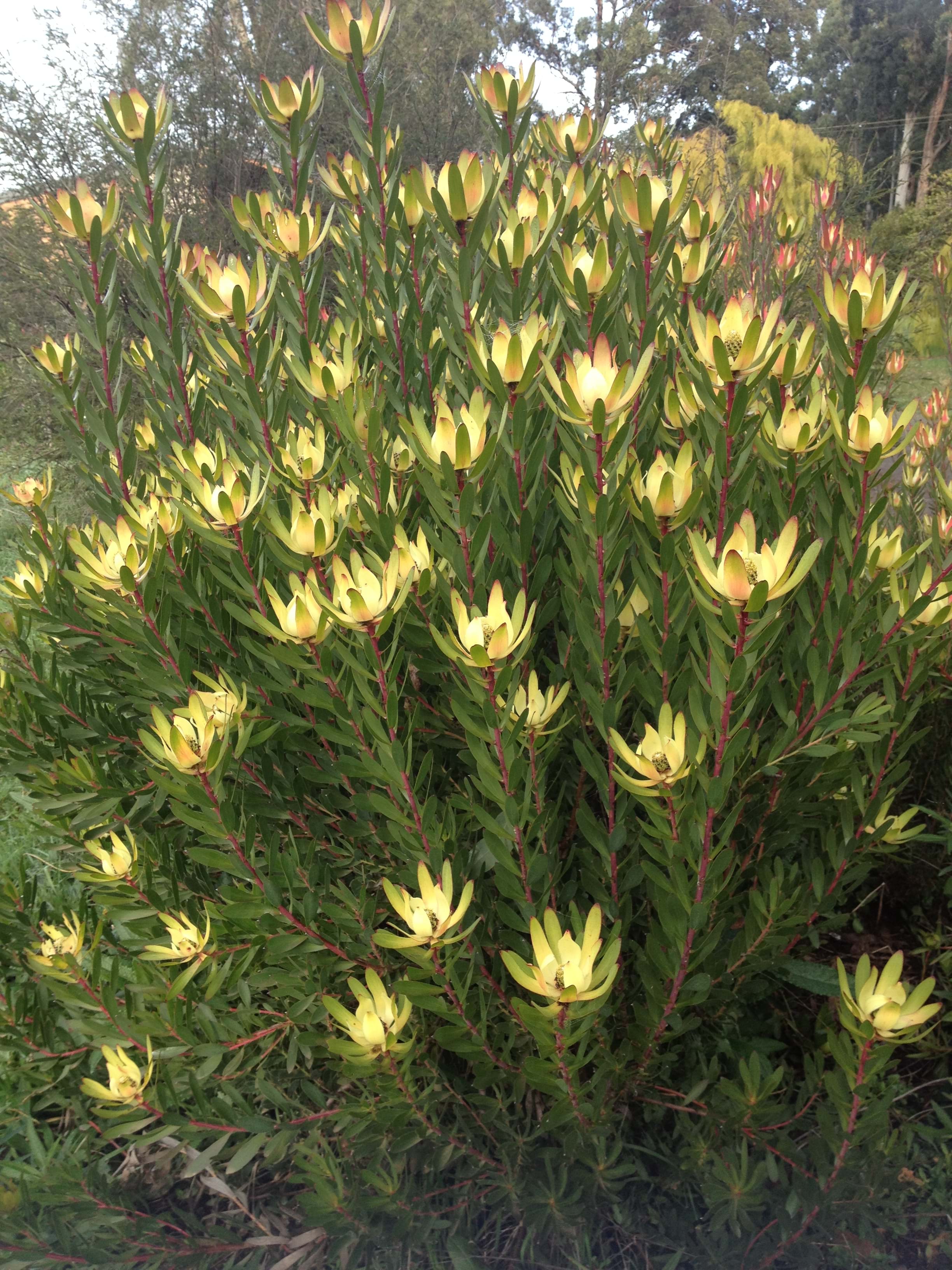 Leucadendron Ausflora Pacific Leucadendron Red Gem
