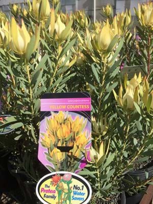 Leucadendron Yellow Countess | Leucadendron | Yellow Countess | Proteaceae | Protea Plants | Leucadendron plants