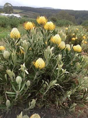 Protea Plants | Proteaceae | Pincushion Protea | Leucospermum | Leucospermum Goldie | Goldie | Flowers