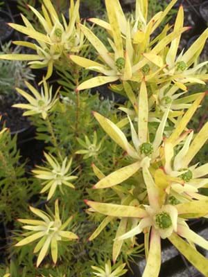 Leucadendron eucalyptifolium | Leucadendron Deacon Yellow | Leucadendron | Deacon Yellow | Proteaceae | Protea Plants | Leucadendron plants