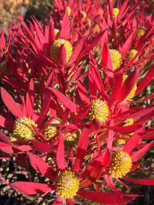 Leucadendron Cheeky | Leucadendron | Cheeky | Protea Plants