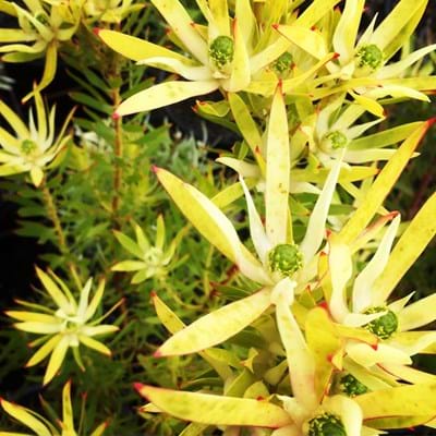 Leucadendron eucalyptifolium | Leucadendron Deacon Yellow | Leucadendron | Deacon Yellow | Proteaceae | Protea Plants | Leucadendron plants