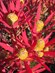 Leucadendron Cheeky | Leucadendron | Protea Plants
