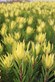 Leucadendron Golden Mitre | Leucadendron | Protea Plants