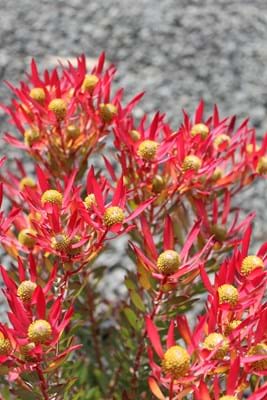 Leucadendron Cheeky | Leucadendron | Cheeky | Protea Plants