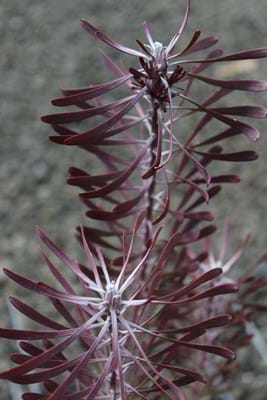 Leucadendron Purple Haze | Purple Haze | Leucadendron | Leucadendron galpinii | Proteaceae | Protea Plants | Leucadendron Cones | Cones | Cone Bush | Proteaceae | Protea Plants