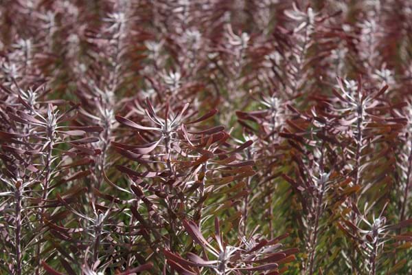 Leucadendron Purple Haze | Purple Haze | Leucadendron | Leucadendron galpinii | Proteaceae | Protea Plants | Leucadendron Cones | Cones | Cone Bush | Proteaceae | Protea Plants