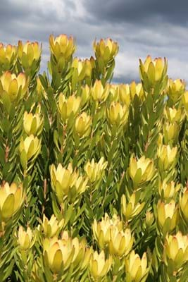 Leucadendron Safari Gold Strike | Leucadendron | Safari Gold Strike | Proteaceae | Protea Plants | Leucadendron plants