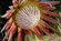 Protea King | Protea cynaroides | Protea Plants | Protea plant