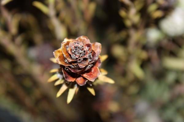 Leucadendron lanigerum | Leucadendron Jubilee Crown | Leucadendron | Jubilee Crown | Proteaceae | Protea Plants | Leucadendron plants | Dried Flowers