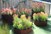 Formboss Steel Edging | Protea Plants | Proteaceae Plants