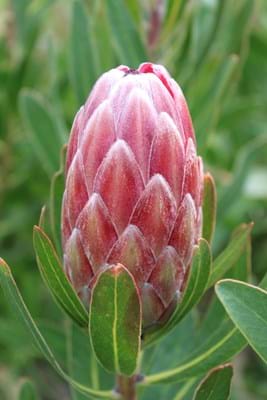 Protea | Protea Plant | Protea Pink Ice | Flower