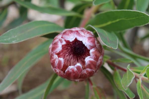 Protea | Protea Plant | Protea Pink Ice | Flower