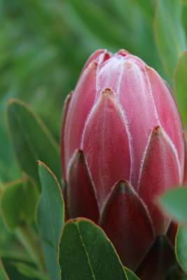 Protea | Protea Plant | Bot River Red | Flower