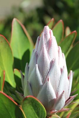 Protea | Protea Plant | Protea King | King | Flower Bud | Protea cynaroides