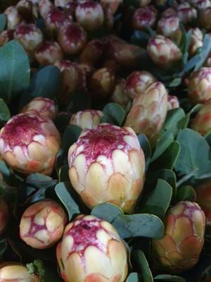 Protea Grandicolor | Protea Flowers | Protea | Protea Flower