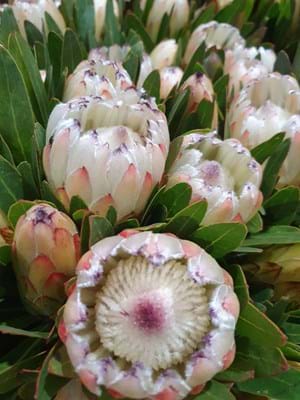 Protea White Ice | Protea Flower | Protea White Ice Flower