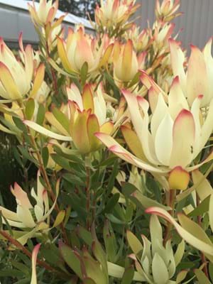 Leucadendron hybrid | Leucadendron Maui Sunset | Leucadendron | Maui Sunset | Proteaceae | Protea Plants | Leucadendron plants