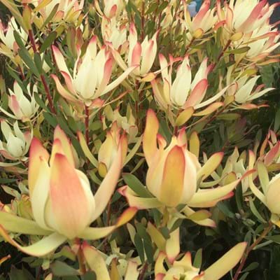 Leucadendron hybrid | Leucadendron Maui Sunset | Leucadendron | Maui Sunset | Proteaceae | Protea Plants | Leucadendron plants