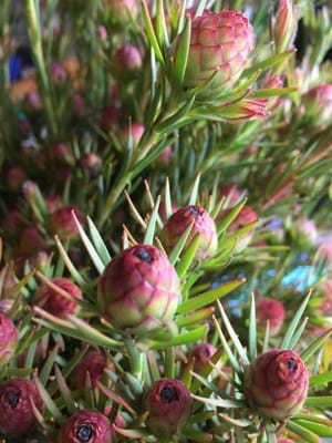 Leucadendron lanigerum | Leucadendron Jubilee Crown | Leucadendron | Jubilee Crown | Proteaceae | Protea Plants | Leucadendron plants