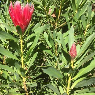 Protea | Protea Plants | Protea Plant | Protea Clarks Red | Protea Flowers