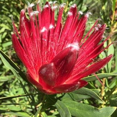 Protea | Protea Plants | Protea Plant | Protea Clarks Red | Protea Flower