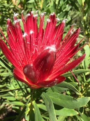 Protea | Protea Plants | Protea Plant | Protea Clarks Red | Protea Flower