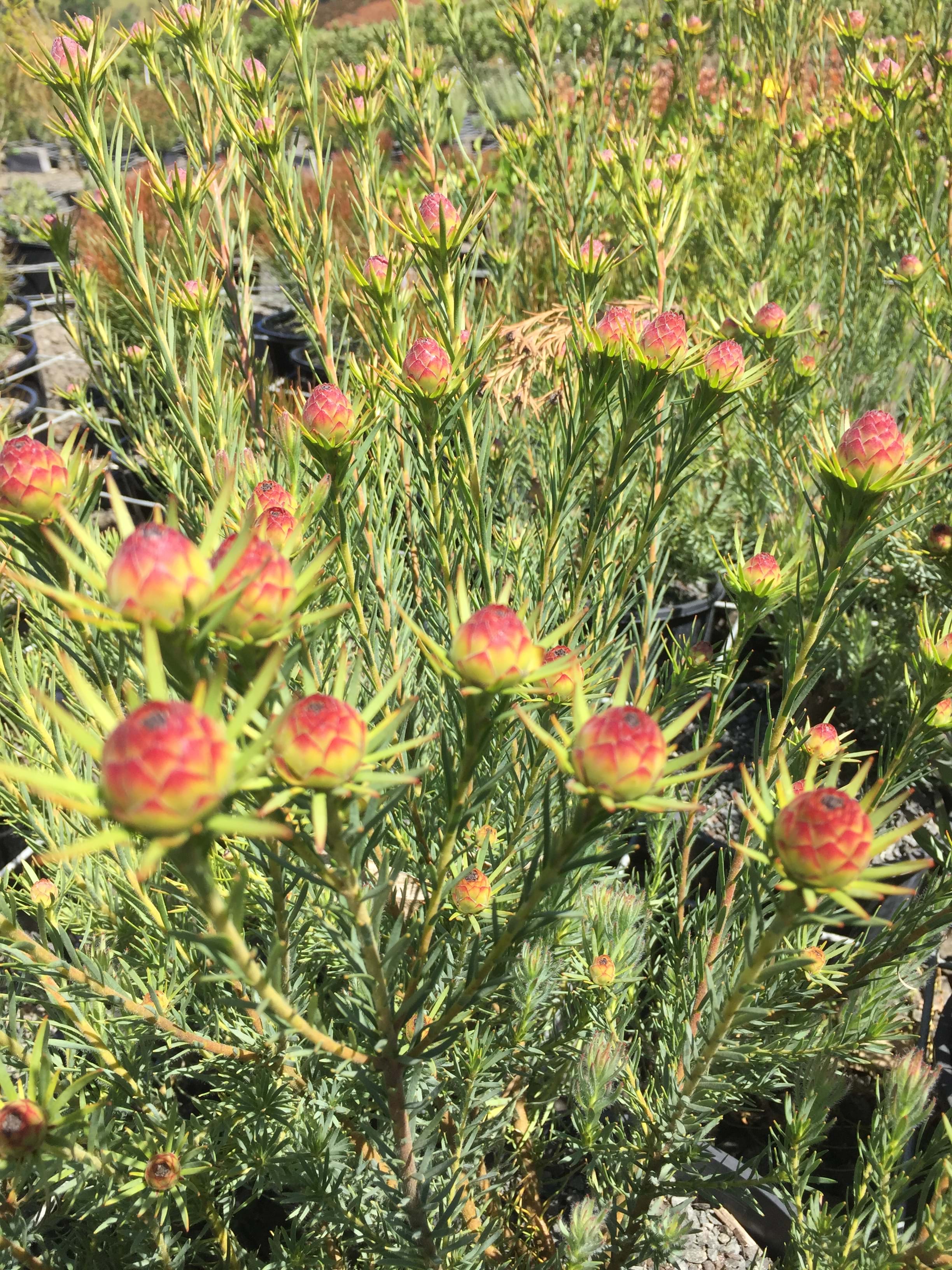Leucadendron | Ausflora Pacific | Leucadendron Jubilee Crown