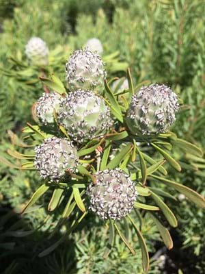 Leucadendron Purple Haze | Purple Haze | Leucadendron | Leucadendron galpinii | Proteaceae | Protea Plants | Leucadendron Cones | Cones | Cone Bush