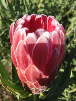 Protea | Protea Plants | Protea Plant | Protea Bot River Red
