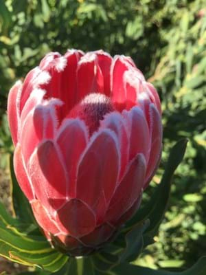 Protea | Protea Plants | Protea Plant | Protea Bot River Red | Protea Flower