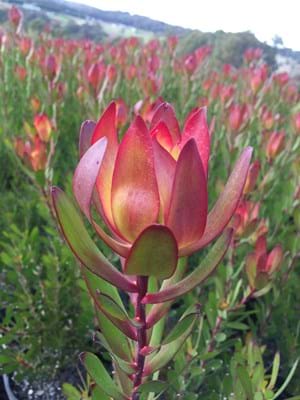 Leucadendron Red Gem | Leucadendron | Red Gem | Proteaceae | Protea Plants | Leucadendron plants