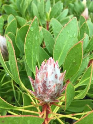 Protea | Protea Plant | Protea King | King | Flower Bud | Protea cynaroides