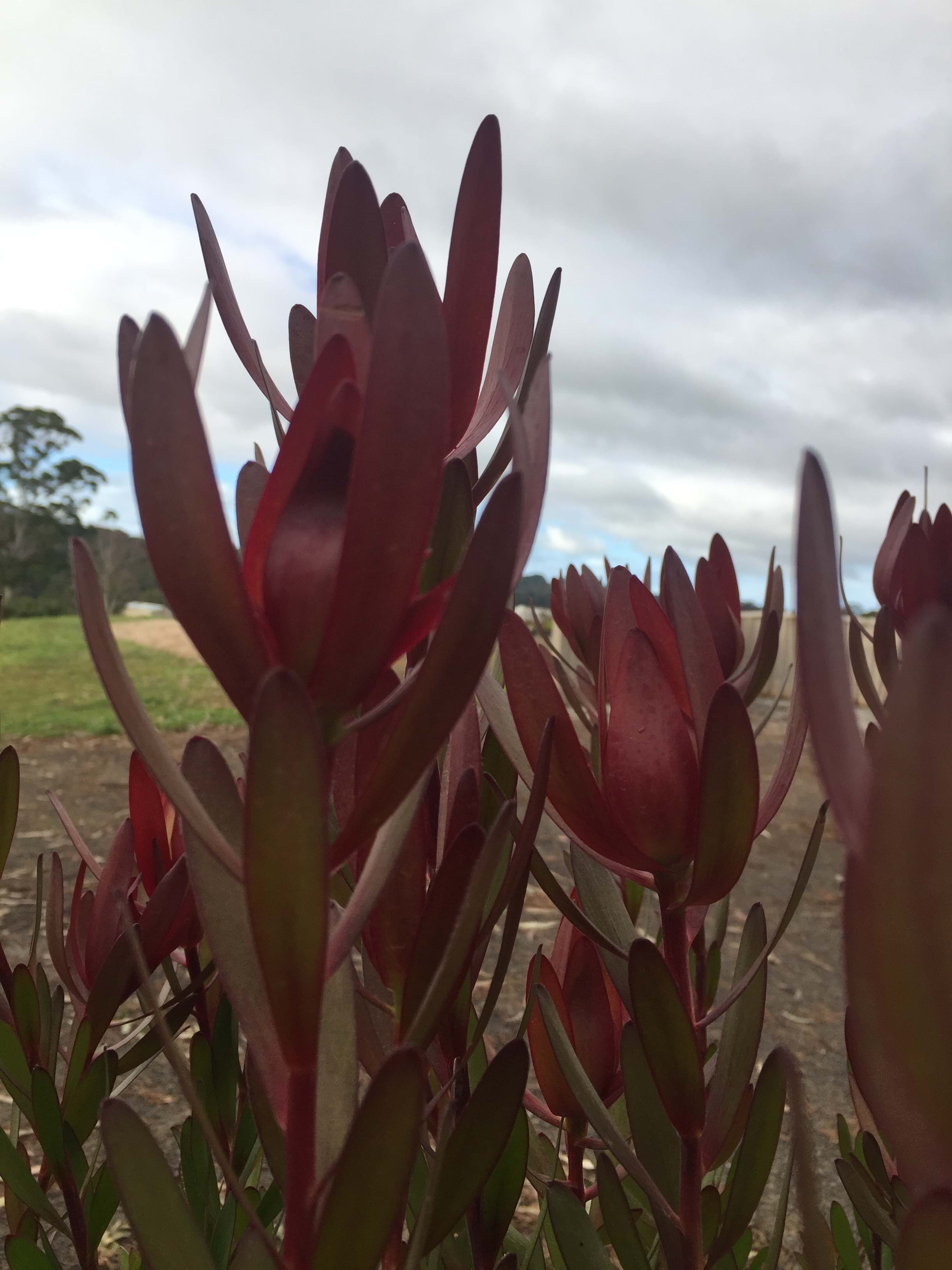 Leucadendron Ausflora Pacific Leucadendron Safari Sunset