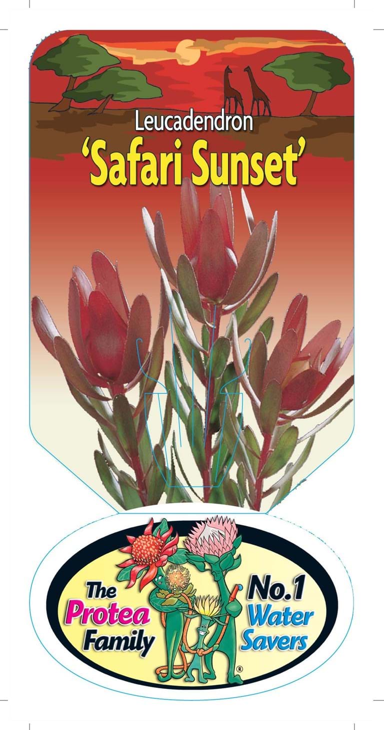 Leucadendron Safari Sunset Label, Leucadendron, Protea plant