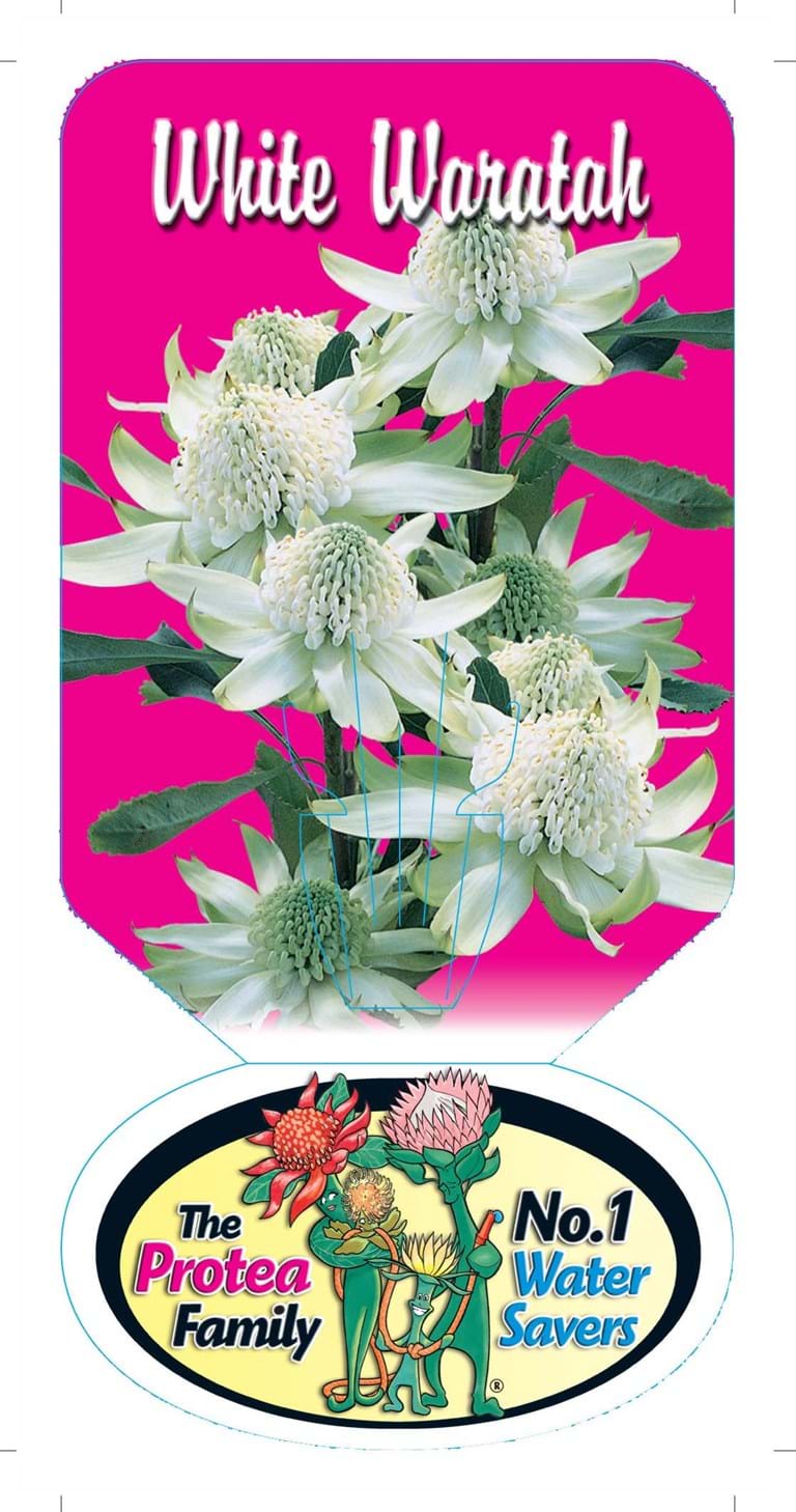 Proteaceae | Telopea | Waratah | Waratah plants | Protea plants | Proteaceae plants | Telopea plants | Waratah plants | Telopea Plant | Large shrub | Shrub | Telopea White Waratah Label
