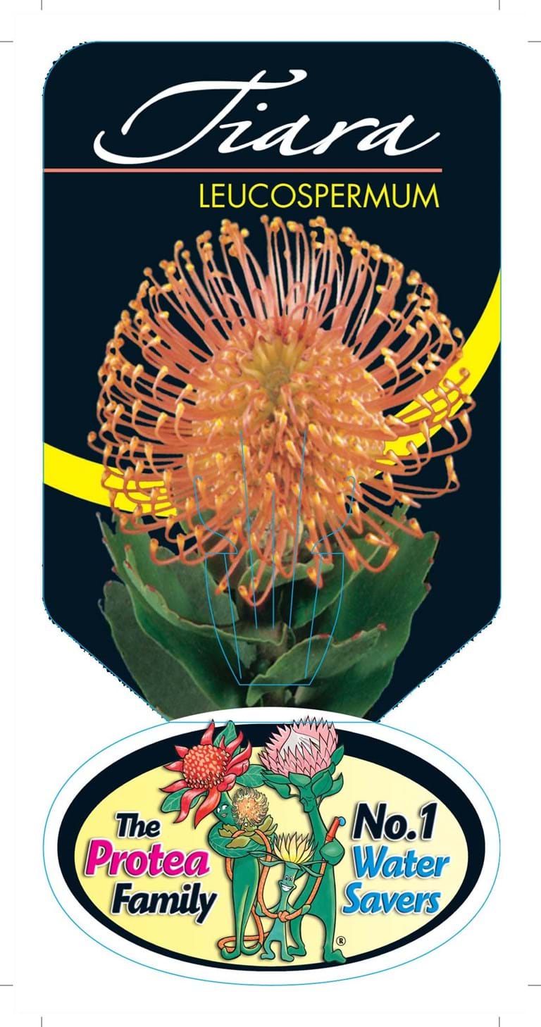 Proteaceae, Leucospermum, Leucospermum Tiara Label
