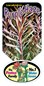 Leucadendron Purple Haze Label | Leucadendron | Protea plant | Proteaceae | Proteaceae plants 