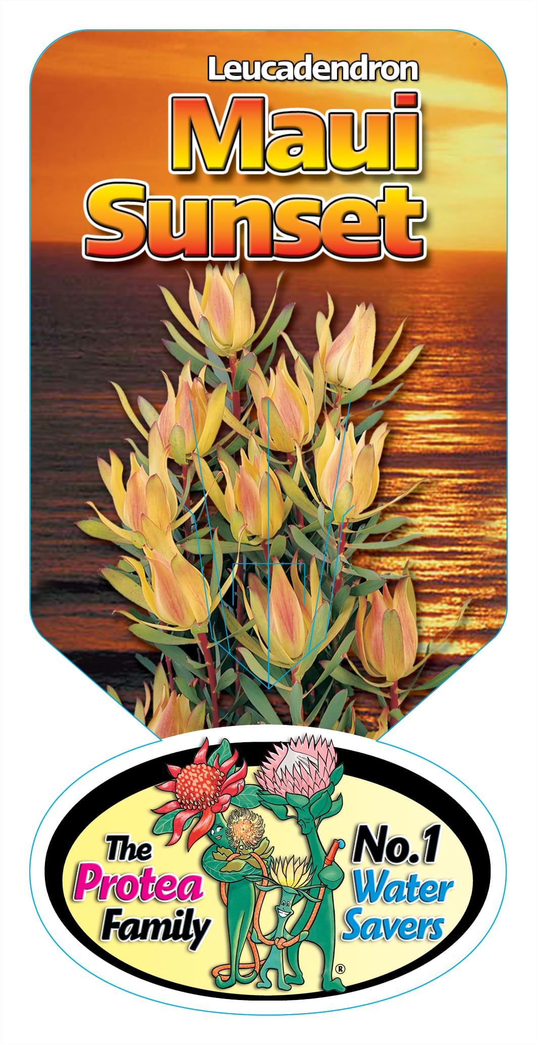 Leucadendron Ausflora Pacific Leucadendron Maui Sunset