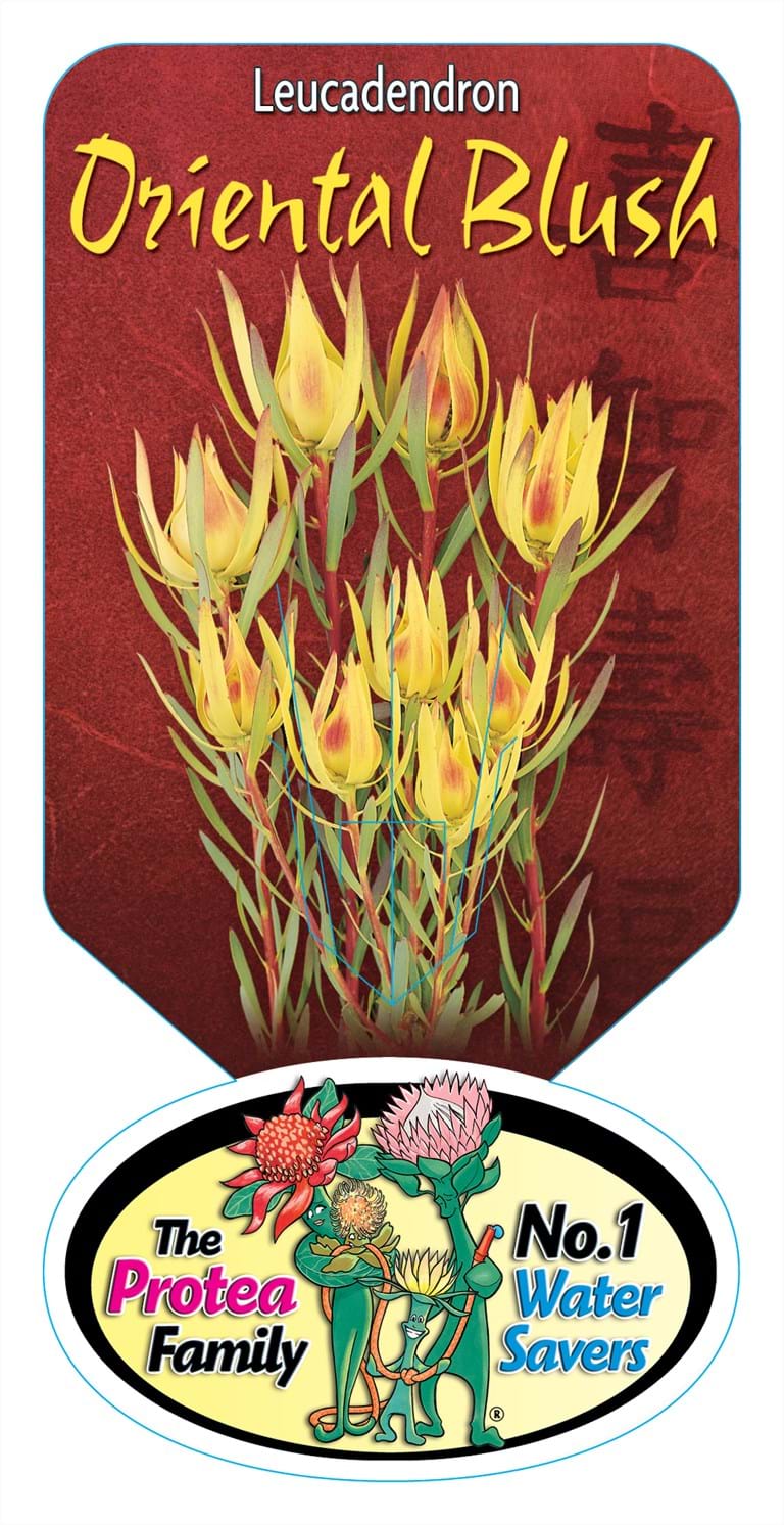Leucadendron Oriental Blush Label, Protea plant