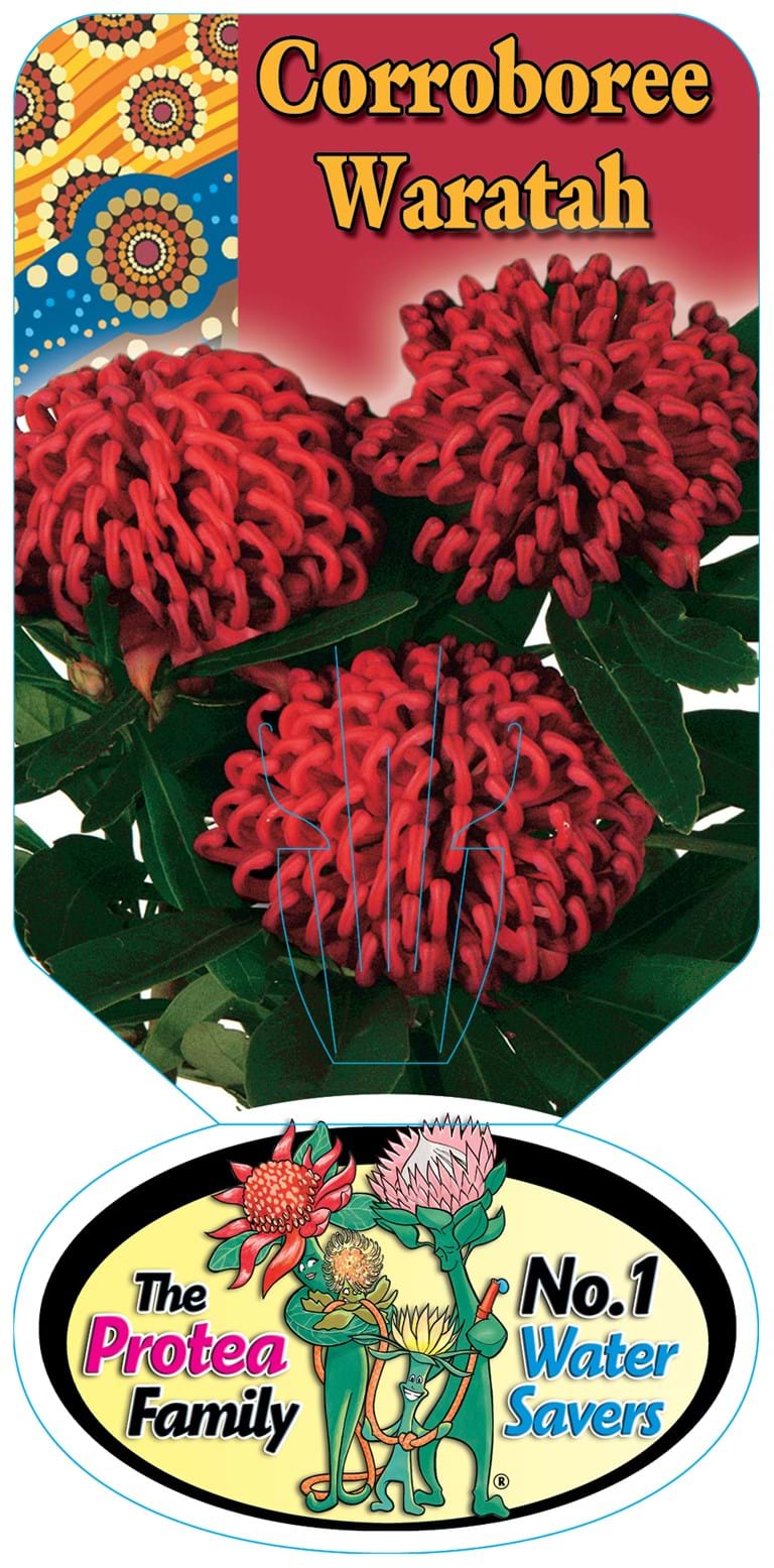 Proteaceae | Telopea | Waratah | Waratah plants | Protea plants | Proteaceae plants | Telopea plants | Waratah plants | Telopea PlantTelopea Corroboree Waratah Label