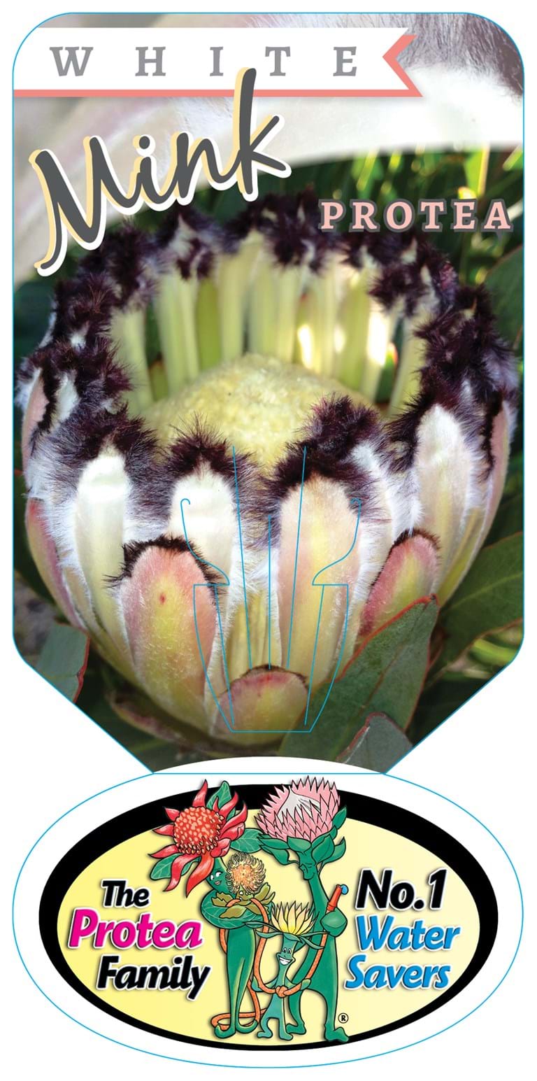 Proteaceae | Protea plants | Proteaceae plants | Protea| Large shrub | Shrub | Protea White Mink | Protea neriifolia | White Mink | neriifoliaLabel