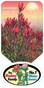 Leucadendron | Leucadendron Plants | Protea Plants | Proteaceae | Proteaceae Plants |Leucadendron Misty Sunrise Label Protea Plant