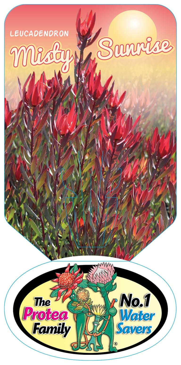 Leucadendron | Leucadendron Plants | Protea Plants | Proteaceae | Proteaceae Plants |Leucadendron Misty Sunrise Label Protea Plant