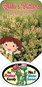 Leucadendron | Leucadendron Plants | Protea Plants | Proteaceae | Proteaceae Plants |Leucadendron Bella's Buttons Label Protea Plant