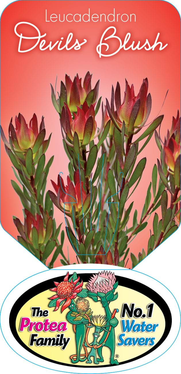 Leucadendron Devils Blush Label, Protea plant