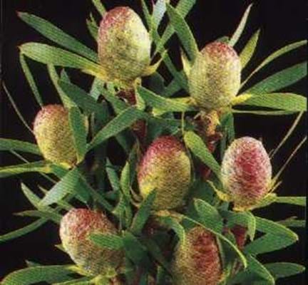 Leucadendron coniferum | Leucadendron Christmas Cone | Leucadendron | Christmas Cone | Proteaceae | Protea Plants | Leucadendron plants