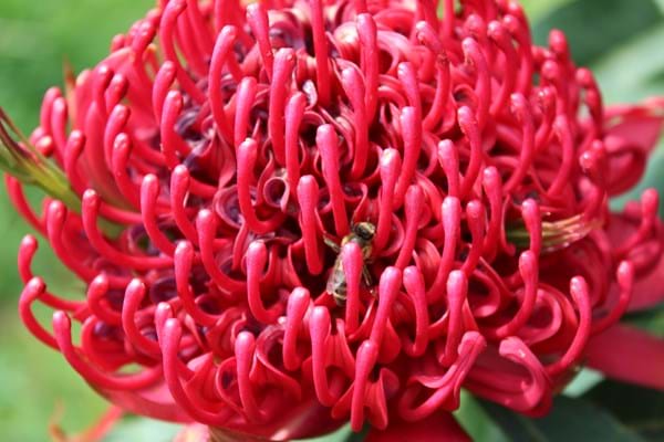 Proteaceae | Waratah | Telopea | Waratah plants | Protea plants | Telopea Emperors Torch Waratah | Emperors Torch  Waratah | Flowers | Waratah Flowers