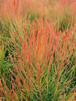 Proteaceae | Protea Plants | Aulax | Aulax Bronze Haze | Bronze Haze